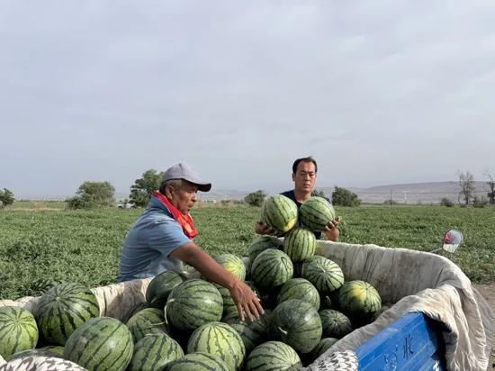 海港区吃瓜,品味夏日甜蜜时光