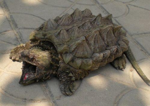 大瓜吃鳄龟,一场惊心动魄的生态冒险