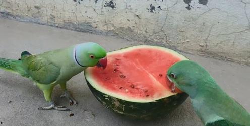 痢疾可以吃小瓜,痢疾康复之旅