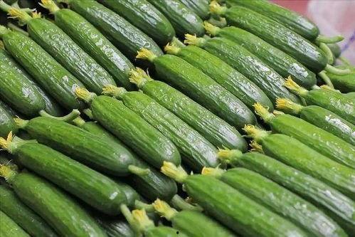 吃瓜的黄瓜,探寻黄瓜的美食奥秘